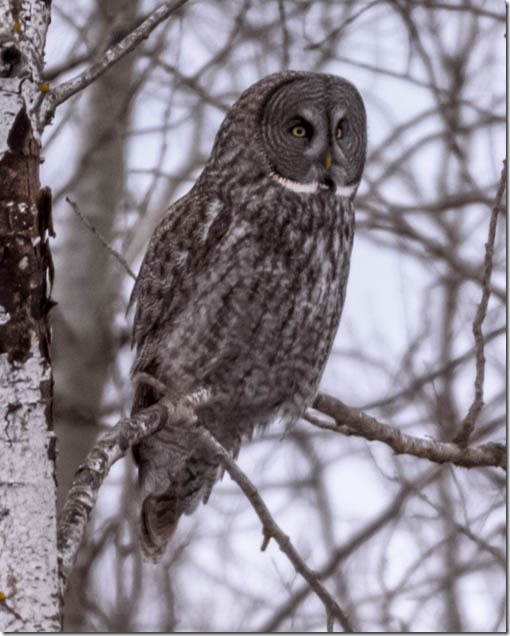 Great Gray Owl (Strix nebulosa) Sitting on a tree branch.