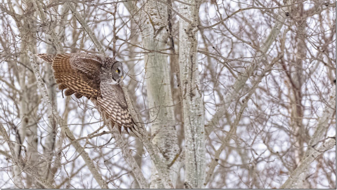 Great Gray Owl (Strix nebulosa) in flight.