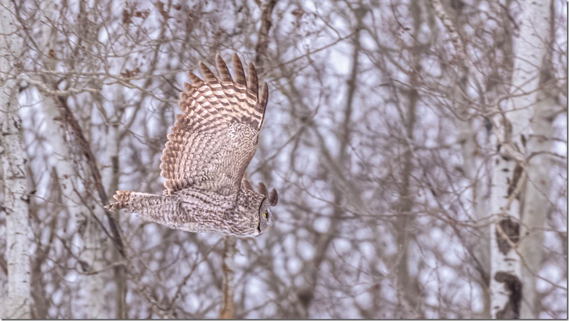 Wings up. - Great Gray Owl (Strix nebulosa) in Flight
