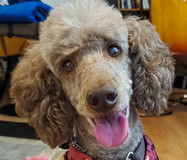 Nestle with a smile on his face