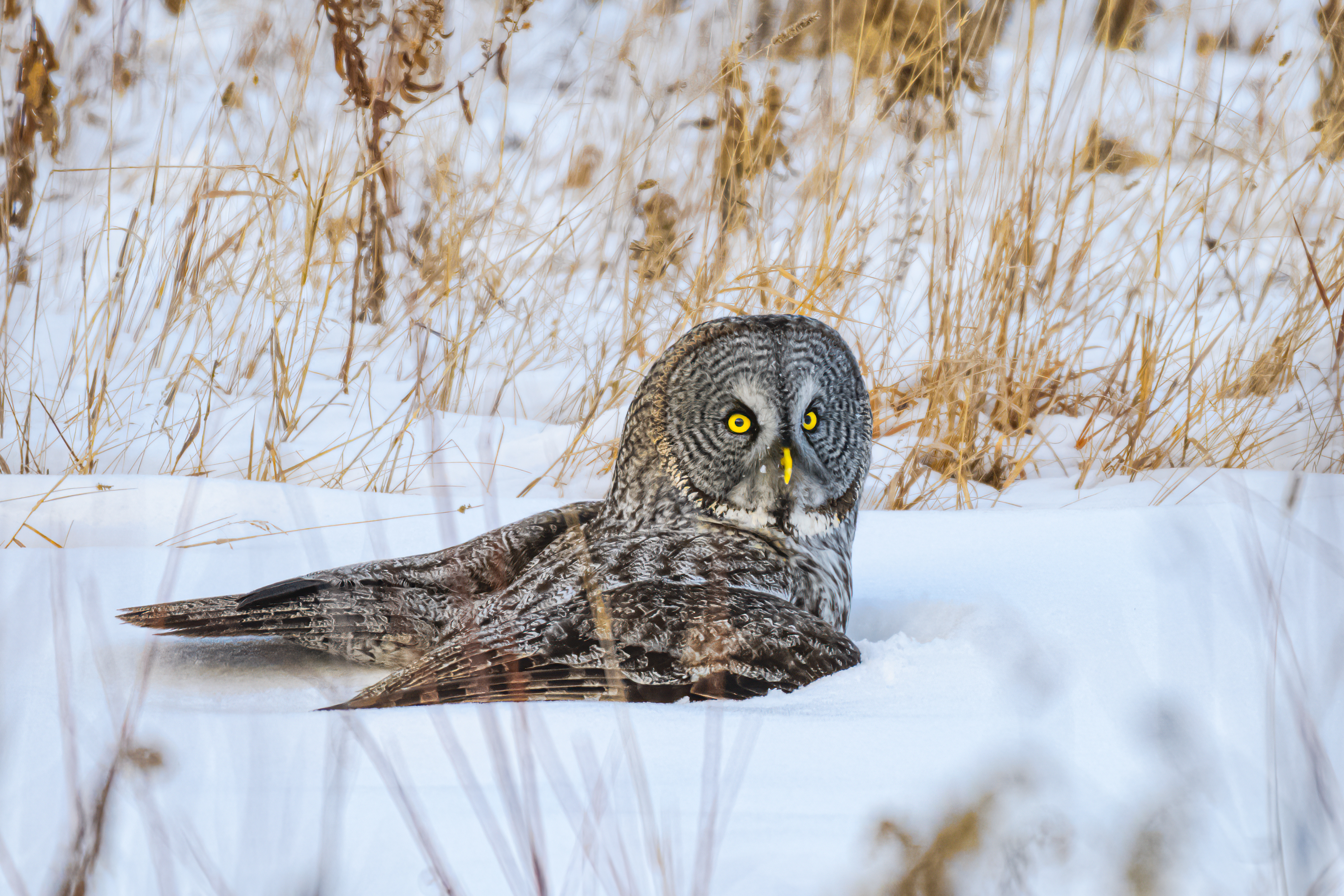 Great Gray Owl in Snow