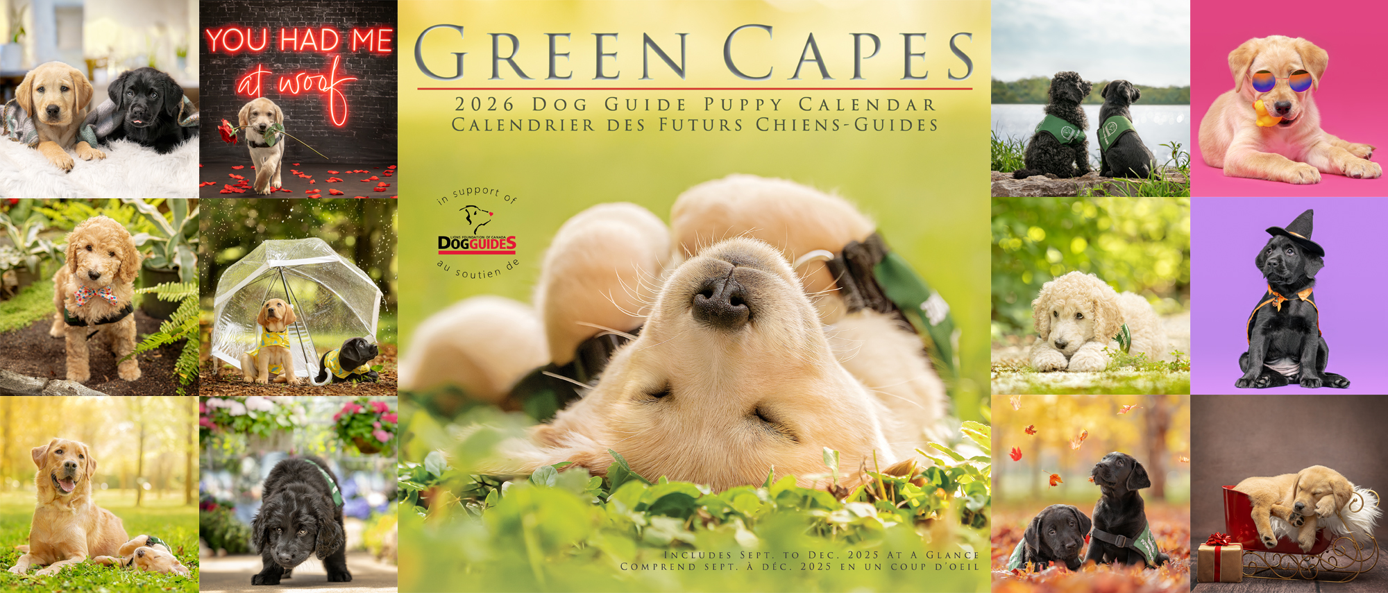 Green Capes 2026 Dog Guides Puppy Calendar