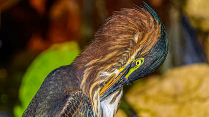 Juvenile Green Heron Preening