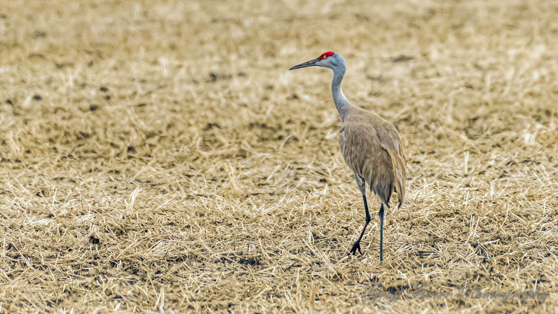 Sandhill Crane