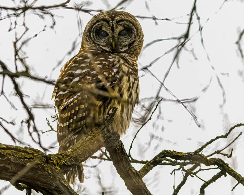 Barred Owl Watching me from Above