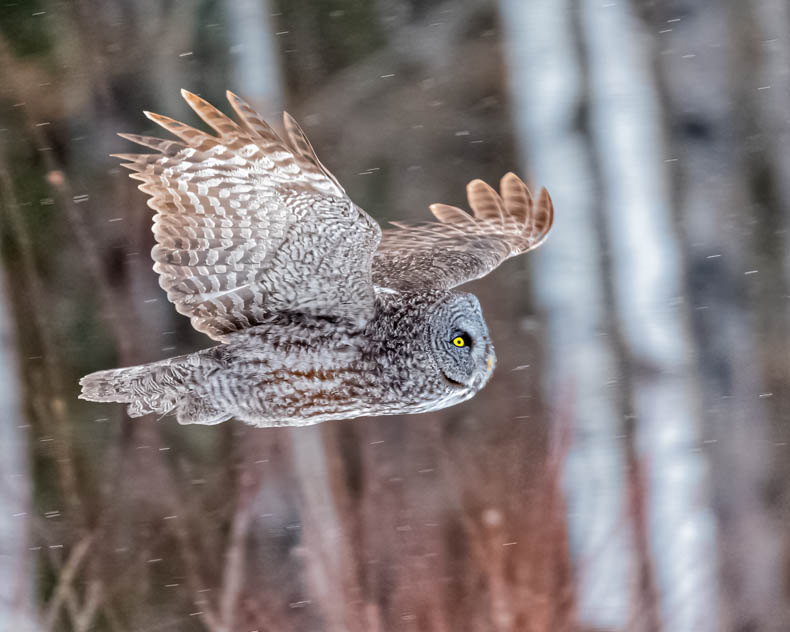 Great Gray Owl doing a Fly By