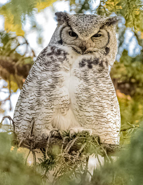 Great Horned Owl Watching me Closely