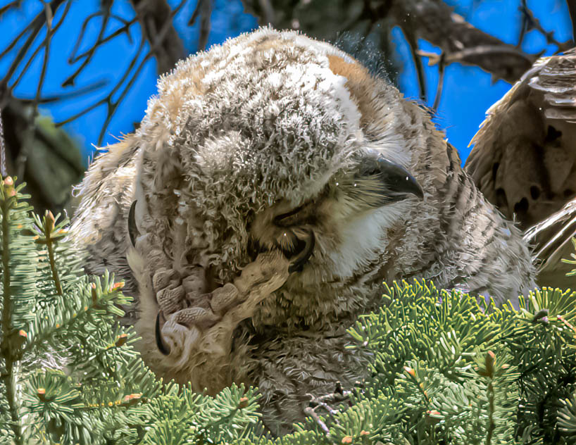 Great Horned Owlet Scratching an Itch