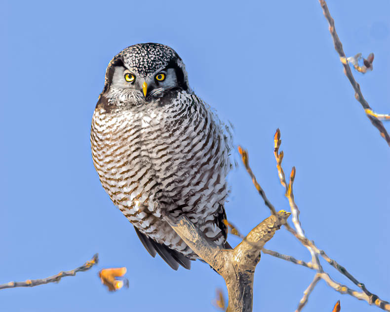 Northern Hawk Owl Perched in a Tree