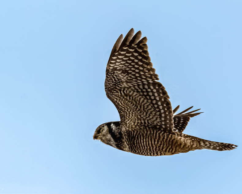 Northern Hawk Owl in Flight