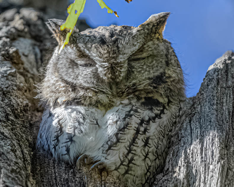 Sleepy Easter Screech Owl