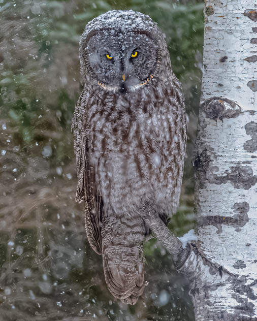 Snow Capped Great Gray Owl Hunting