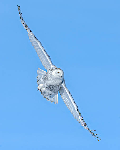 Snowy Owl in Flight