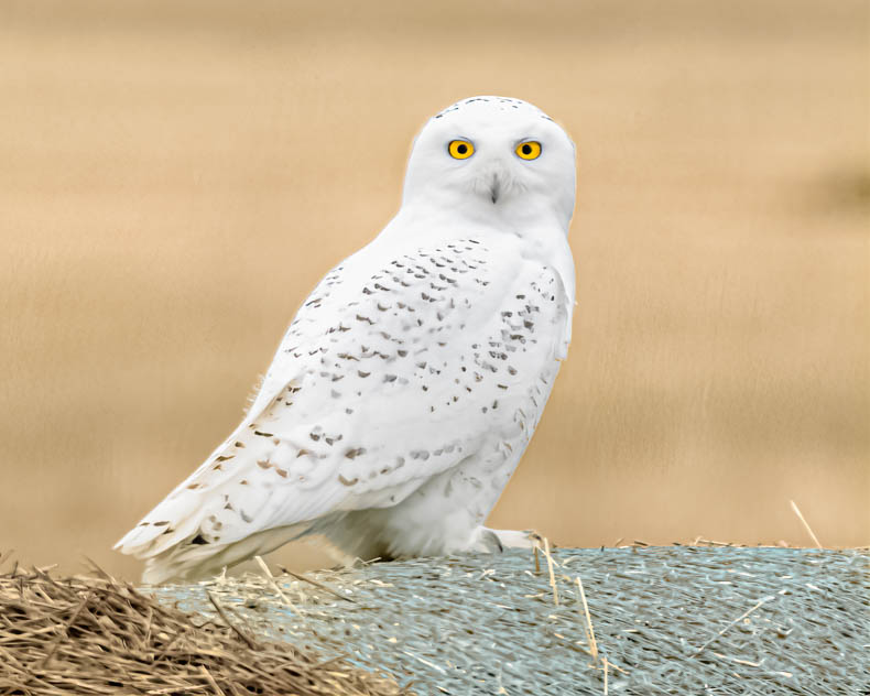 Snowy Owl on a Hay Bale
