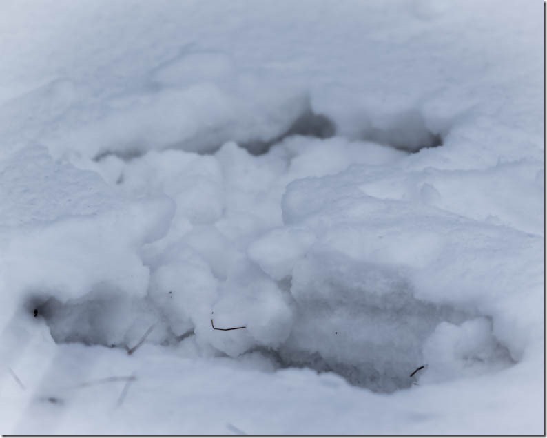 Telltale signs, otherwise known as Plung Marks of a Great Gray Owl (Strix nebulosa).