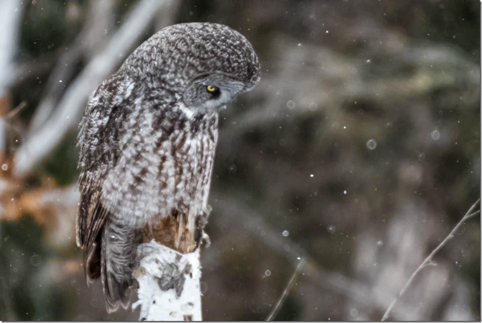 Great Gray Owl (Strix nebulosa) listening for Meadow Voles underneath the snow.