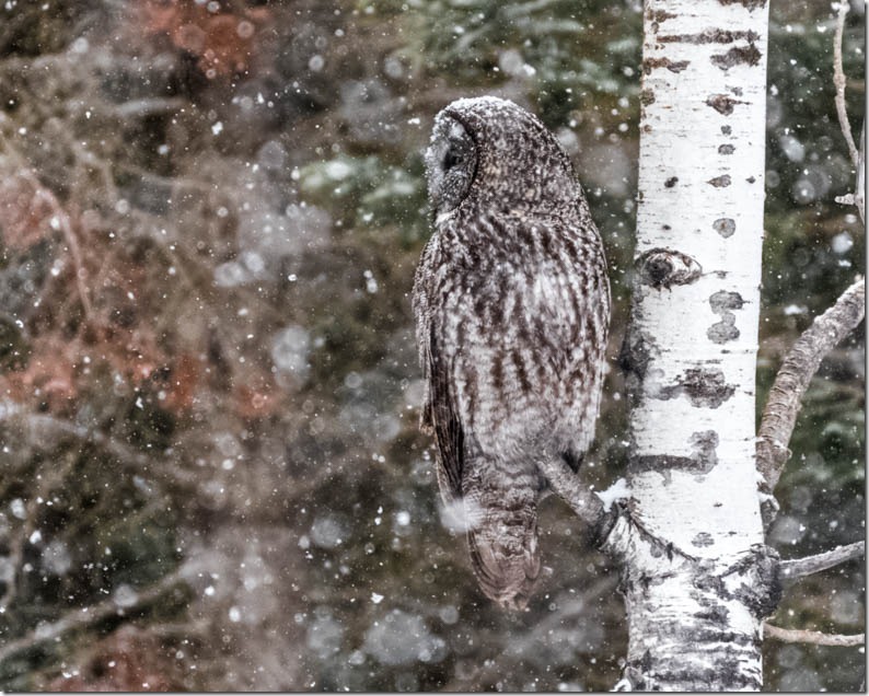 Great Gray Owl (Strix nebulosa) looking and listening for Meadow Voles